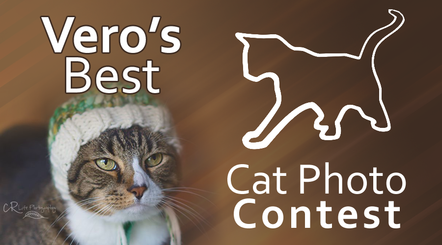 Vero's Best Cat Photo Contest